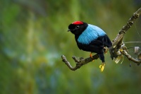 Pipulka dlouhoocasa - Chiroxiphia linearis - Long-tailed manakin 7363